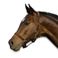 Sectolin Halster Economic - Pony - Bruin