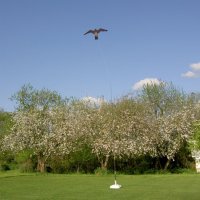 Hawk Kite black of brown