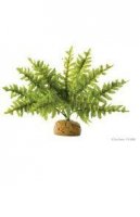 boston fern