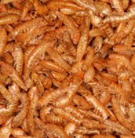 Gedroogde Gammarus