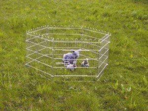 Konijnenren voor in de Tuin