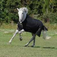 Bucas Irish Turnout Light 50grs